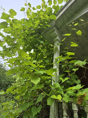 Продам дачу, Шматово д, 0 км от города