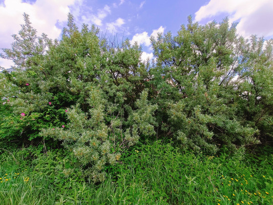 Продам участок 6 соток, ИЖС, Привольная ул, Руднево д, 0 км от города