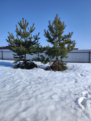 Продам участок 10 соток, Садоводство, Гжель тер. СНТ, Речицы с, 0 км от города