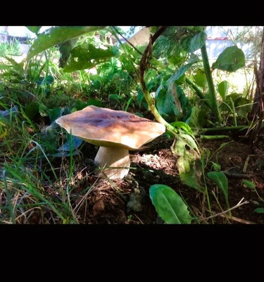 Продам дом, 33, Виноградная лоза тер, 0 км от города