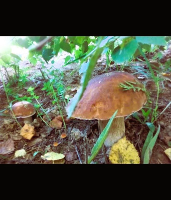 Продам дом, 33, Виноградная лоза тер, 0 км от города