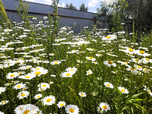 Продам дом, 33, Виноградная лоза тер, 0 км от города