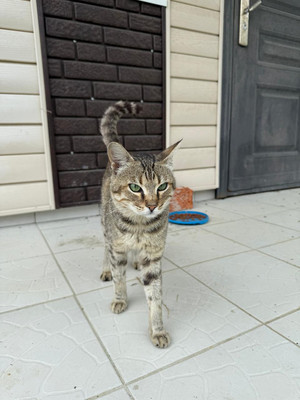 Продам дом, Юбилейная ул, 20, Владимиро-Александровское с, 0 км от города