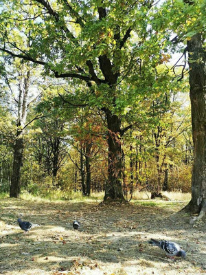 Продам трехкомнатную (3-комн.) квартиру, 246, Калининец рп