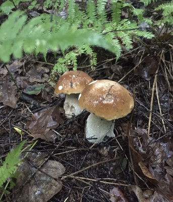 Продам дом, Вельяминово с, 0 км от города