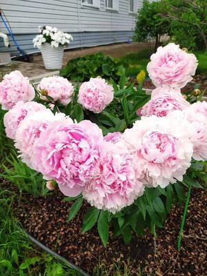 Продам коттедж, Майская ул, 16, Емельяново пгт, 0 км от города