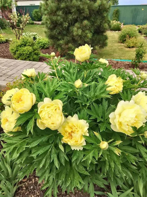 Продам коттедж, Майская ул, 16, Емельяново пгт, 0 км от города