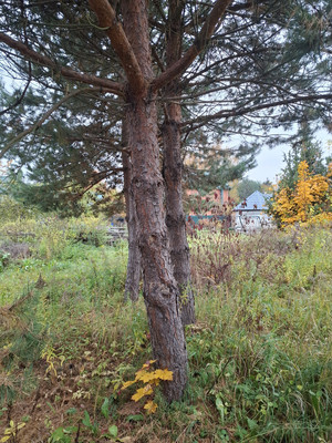 Продам участок 14,5 соток, ИЖС, Писково д, 0 км от города