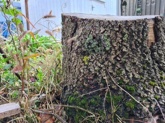 Продам дачу, Возрождение с, 0 км от города