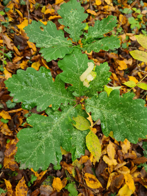 Продам дачу, Возрождение с, 0 км от города