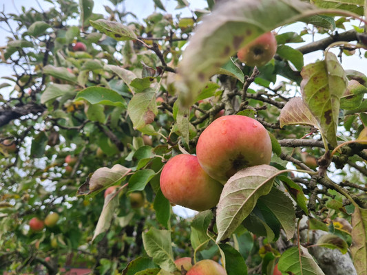 Продам дачу, Возрождение с, 0 км от города