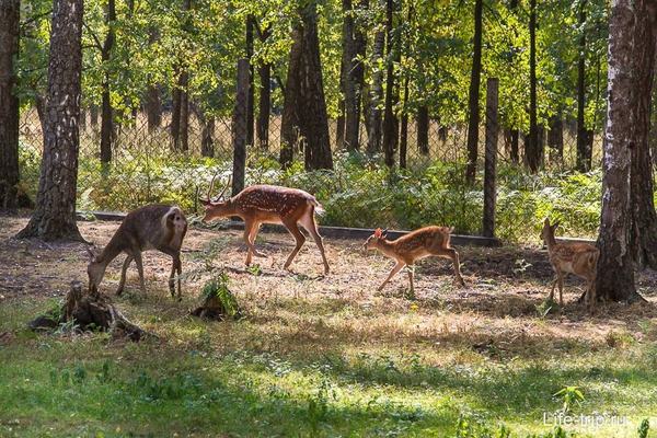 Продам участок 70,05 соток, ЛПХ, Буриново д, 80 км от города