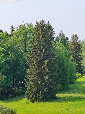 Продам участок 70,05 соток, ЛПХ, Буриново д, 80 км от города