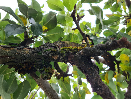 Продам дачу, Возрождение с, 0 км от города