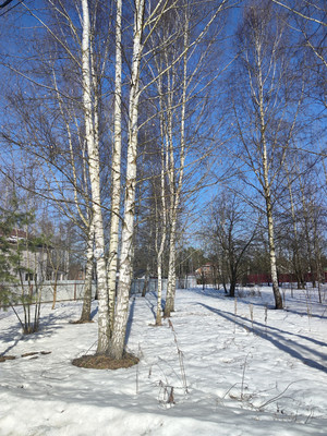 Продам участок 23,64 соток, Садоводство, ДНТ Обухово тер, Раменское г, 0 км от города