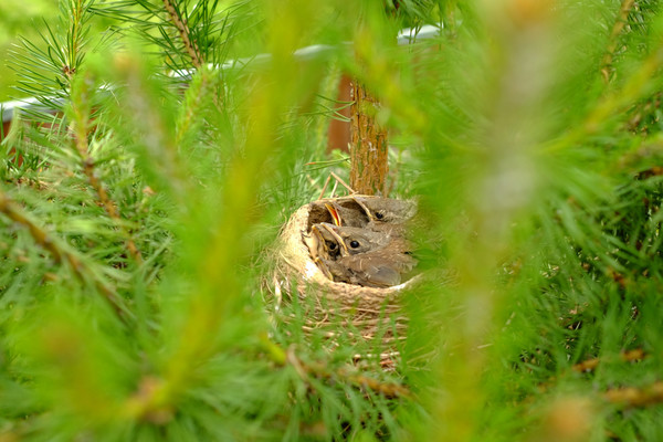 Продам дачу, Ельня тер. СНТ, 81, Ельня д, 0 км от города