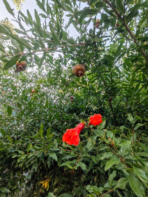 Продам коммерческое помещение 215 м2, Благодарный пер, 17, Анапа г