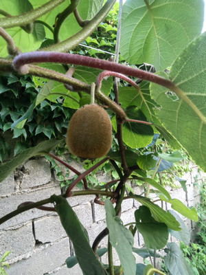 Продам коммерческое помещение 215 м2, Благодарный пер, 17, Анапа г