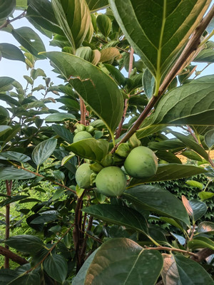 Продам коммерческое помещение 215 м2, Благодарный пер, 17, Анапа г