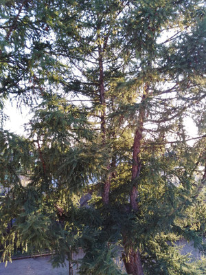 Продам дачу, Юбилейное тер. СНТ, 0 км от города