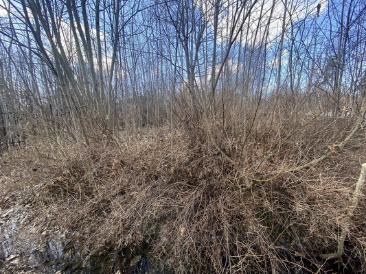 Продам участок 24 соток, ИЖС, Чайковского ул, Санкт-Петербург г, 0 км от города