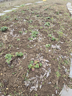 Продам участок 6 соток, Фермерское хоз., Дубки с, 0 км от города