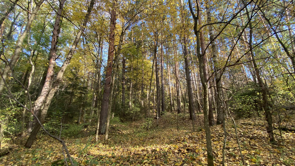 Продам землю для коммерческого использования 5,5 соток, Садоводство, Антоново д