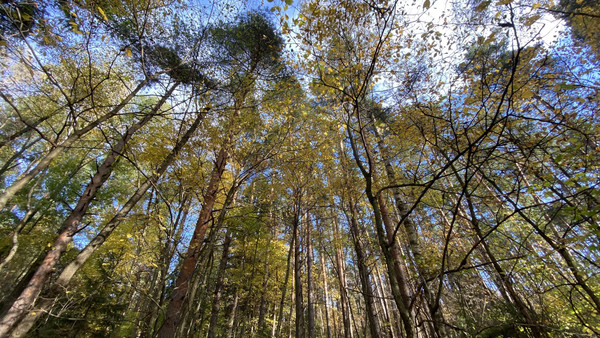 Продам землю для коммерческого использования 5,5 соток, Садоводство, Антоново д