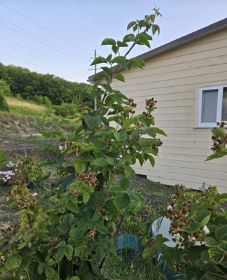 Продам дом, Полевая ул, 448, Лесное тер. ТСН, 0 км от города