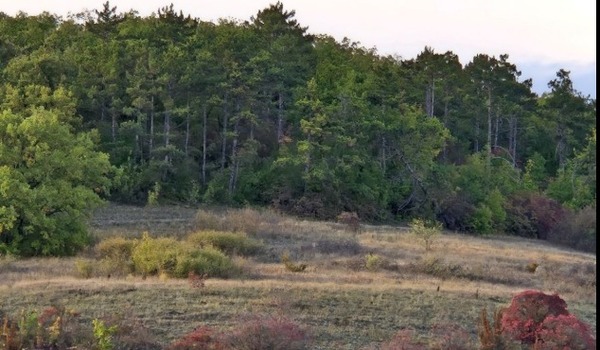 Продам дом, Полевая ул, 448, Лесное тер. ТСН, 0 км от города