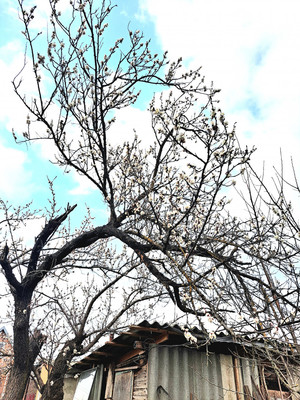 Продам участок 6 соток, Фермерское хоз., Малиновая (Весна снт) ул, 168, Черников х, 0 км от города