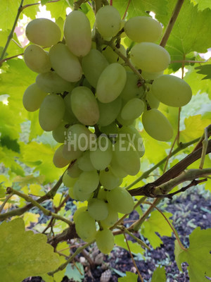 Продам дом, Дружбы ул, 14, Горячий Ключ г, 0 км от города