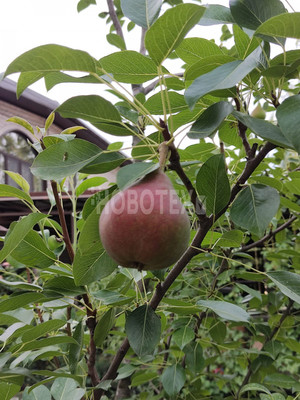 Продам дом, Дружбы ул, 14, Горячий Ключ г, 0 км от города