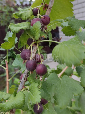 Продам дом, Дружбы ул, 14, Горячий Ключ г, 0 км от города