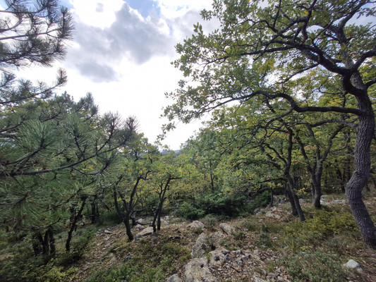 Продам участок 15 соток, ИЖС, Гаспра пгт, 0 км от города