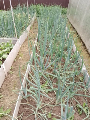 Продам дом, Васильково 3 СХ2 тер, Масново-Жуково д, 0 км от города