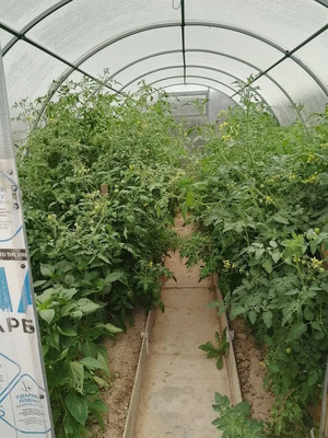 Продам дом, Васильково 3 СХ2 тер, Масново-Жуково д, 0 км от города