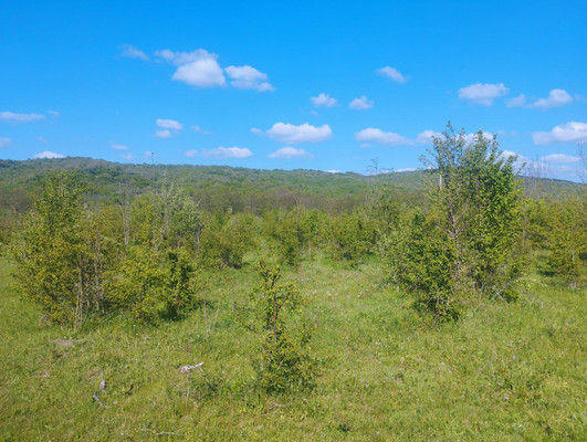 Продам землю для коммерческого использования 2,6 соток, Фермерское хоз., Синапное с