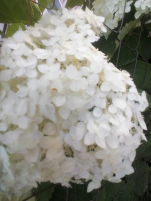 Продам дом, Лепилова ул, 14, Иваново г, 0 км от города