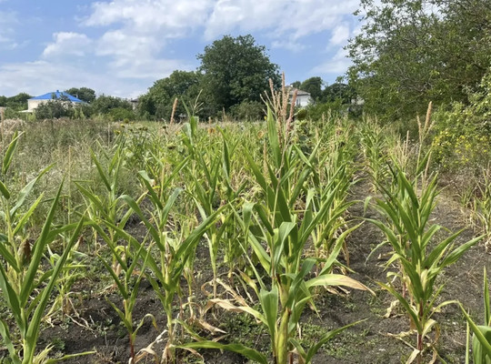 Продам дом, Трудовая ул, 24, Даманка х, 0 км от города
