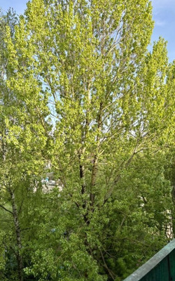 Продам двухкомнатную (2-комн.) квартиру, Маршала Борзова ул, 68, Калининград г