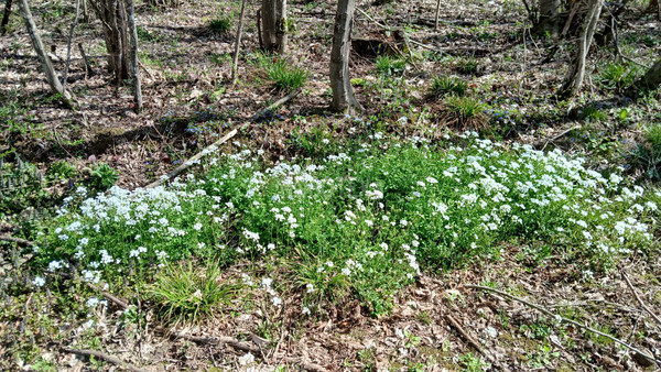 Продам участок 6 соток, ИЖС, Центральная ул, 31, Хадыженск г, 0 км от города