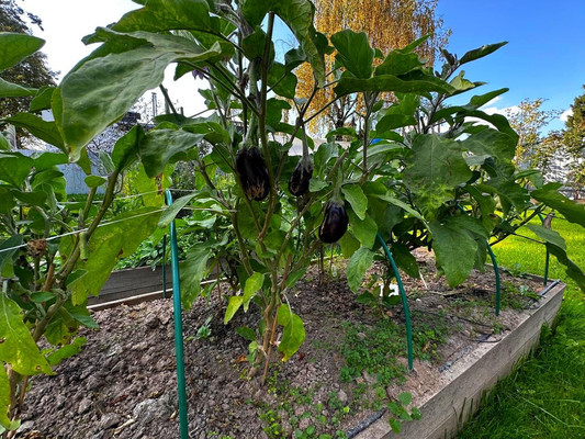 Продам дом, им. А.П.Чехова тер. СНТ, Чепелево д, 0 км от города