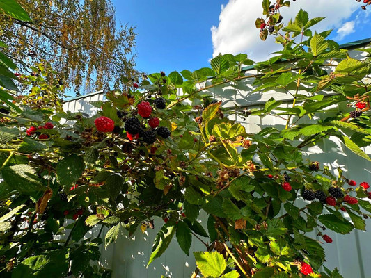 Продам дом, им. А.П.Чехова тер. СНТ, Чепелево д, 0 км от города