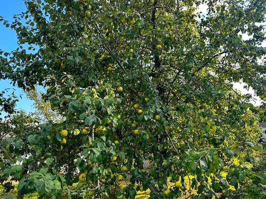 Продам дом, им. А.П.Чехова тер. СНТ, Чепелево д, 0 км от города