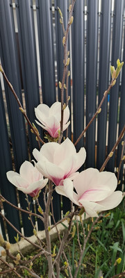 Продам дом, Мира ул, Цибанобалка с, 0 км от города