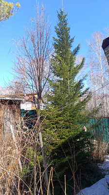 Продам дачу, Беловежская ул, 17, Красноярск г, 0 км от города