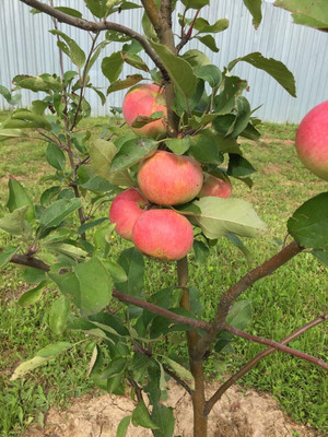 Продам дом, Молодежная (Ромашкино-2 тер. ТСН) ул, 17, Горелово д, 0 км от города