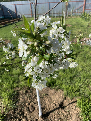 Продам дом, Молодежная (Ромашкино-2 тер. ТСН) ул, 17, Горелово д, 0 км от города