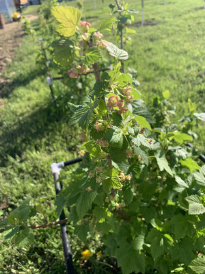 Продам дом, Молодежная (Ромашкино-2 тер. ТСН) ул, 17, Горелово д, 0 км от города